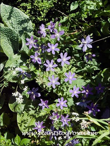 Clematis Arabella growing in a large blue leaf Hosta